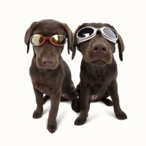Dog Goggles By Doggles K9 Eye Protection Size Choice Choice Flexible Frames