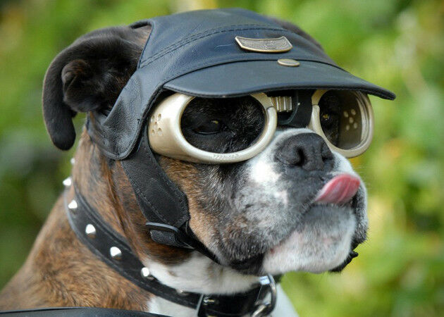 Doggles Ils Dog Goggles Sunglasses Uv Protection Eye Wear Anti Fog Shatterproof
